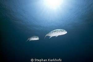 golden trevally at Jackson Reef. by Stephan Kerkhofs 